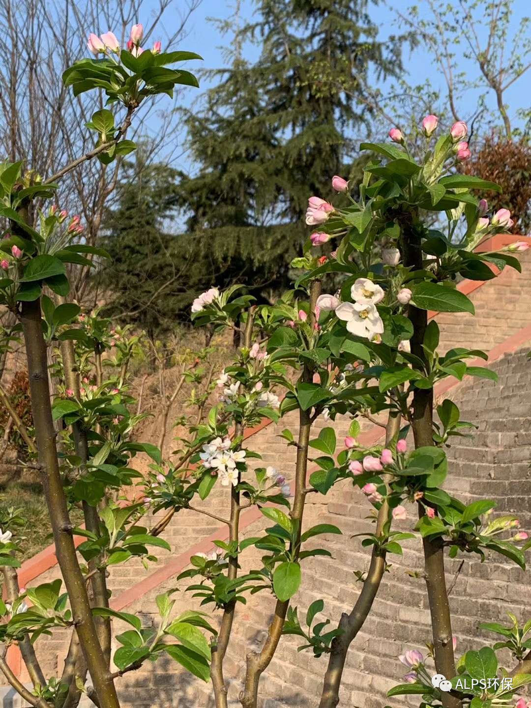 春暖花开、万物复苏，美丽的花园式处理厂迎来了一心干事业的白水县主管领导