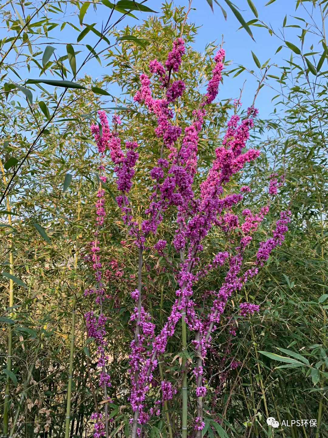 春暖花开、万物复苏，美丽的花园式处理厂迎来了一心干事业的白水县主管领导