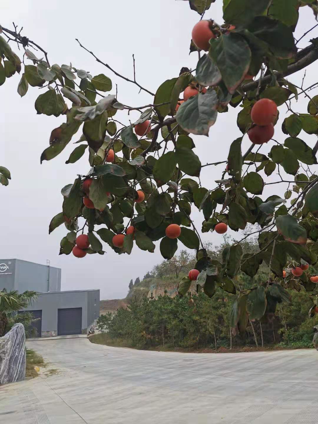 寒流来袭之际，邀请您来阿尔卑斯环保，园区秋景美丽，室内温暖如春