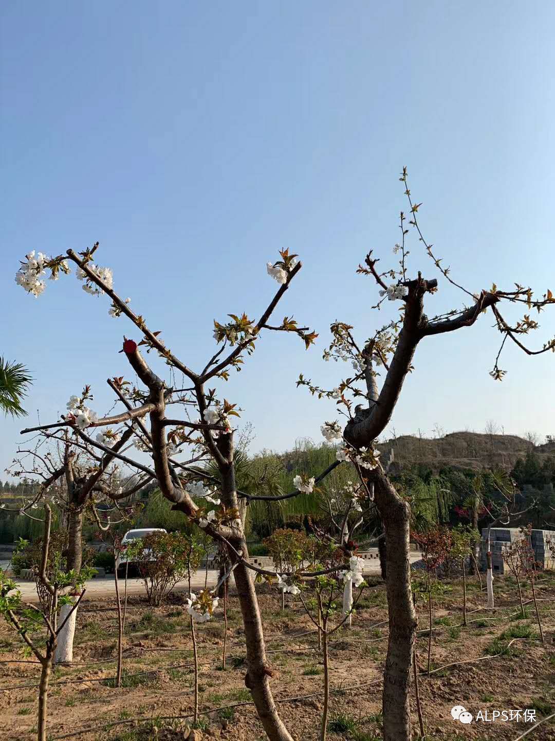 春暖花开、万物复苏，美丽的花园式处理厂迎来了一心干事业的白水县主管领导